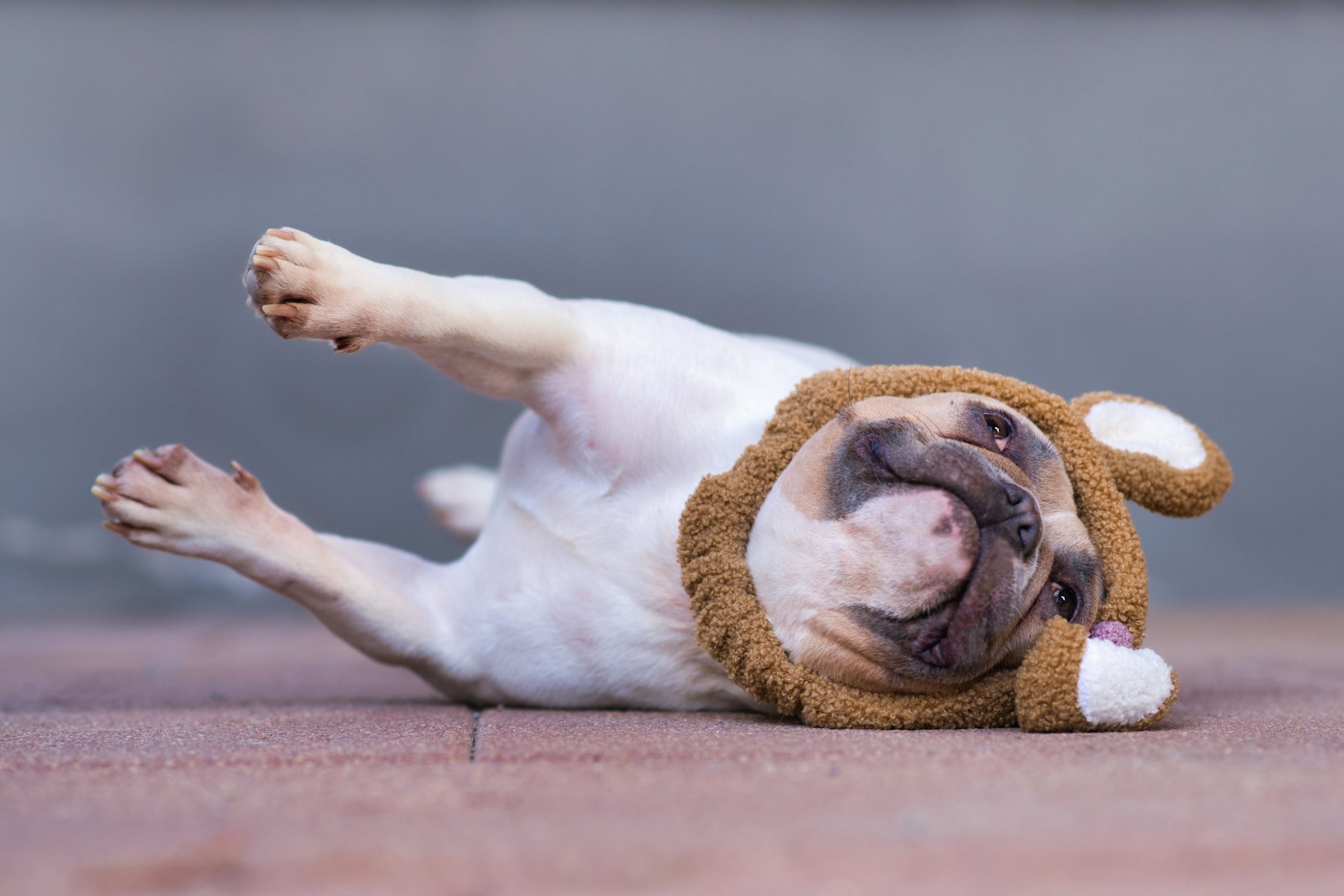 old dog doing tricks